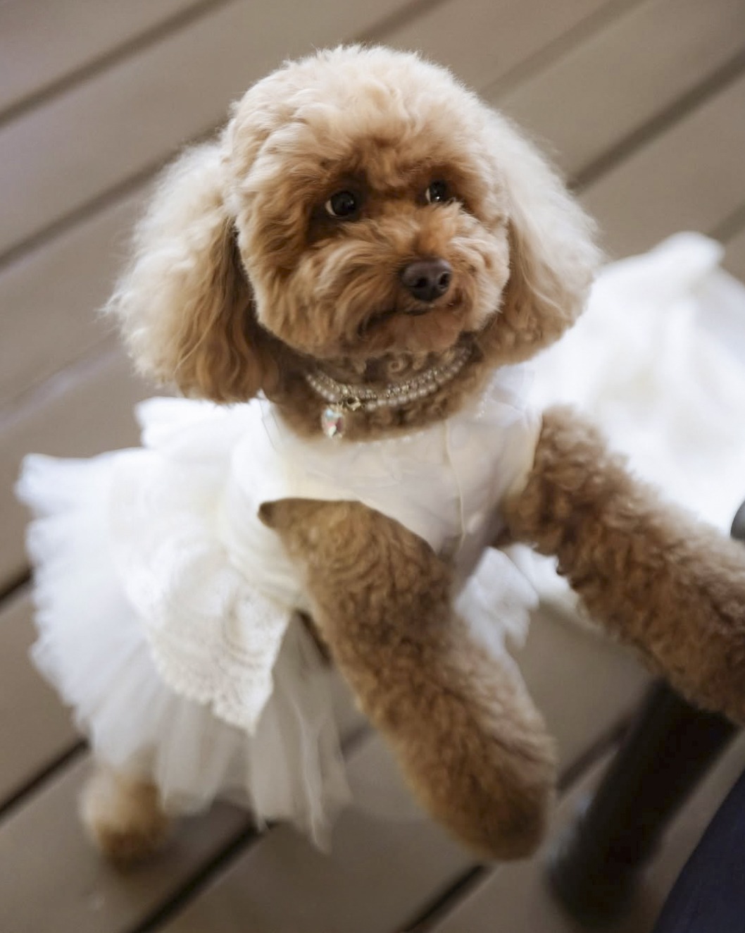 An apricot toy poodle in a white tulle dress and a pearl collar, front paws up on a wooden deck, looking straight at the camera